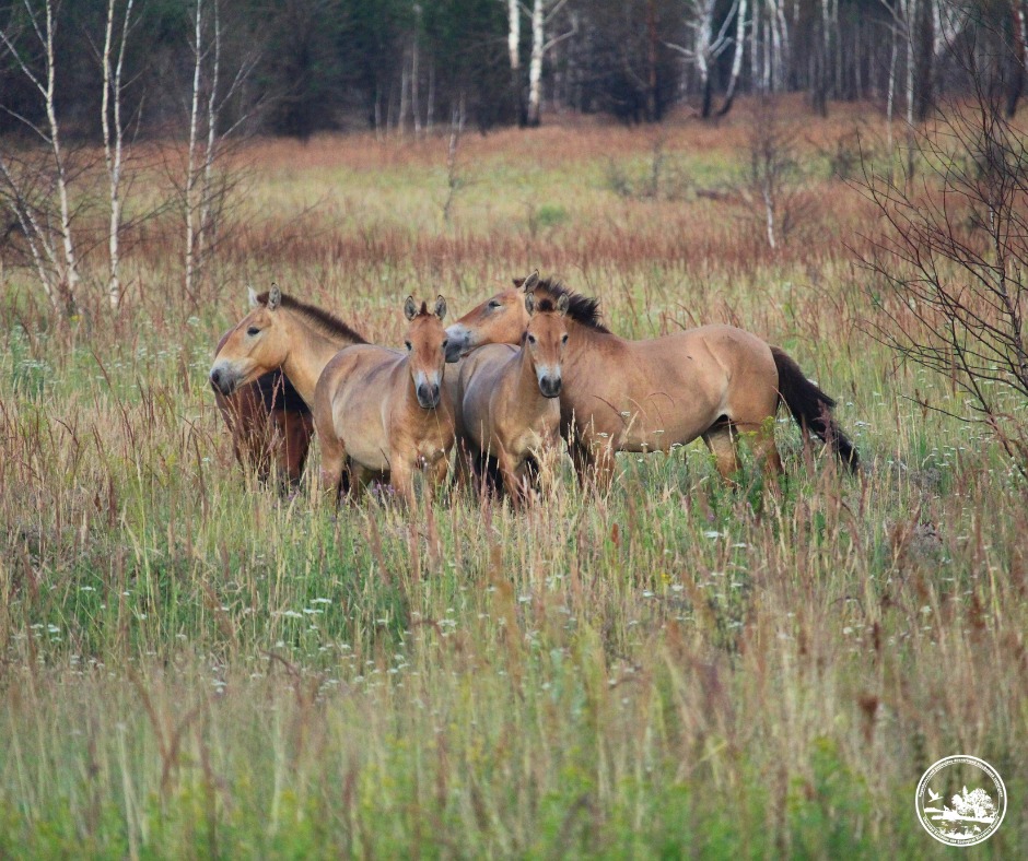 Introduced in the late 1990s, Przewalski's horses adapted to the exclusion zone and became a lasting part of its recovering ecosystem. Photo credit: Chornobyl Radiation and Ecological Biosphere Reserve