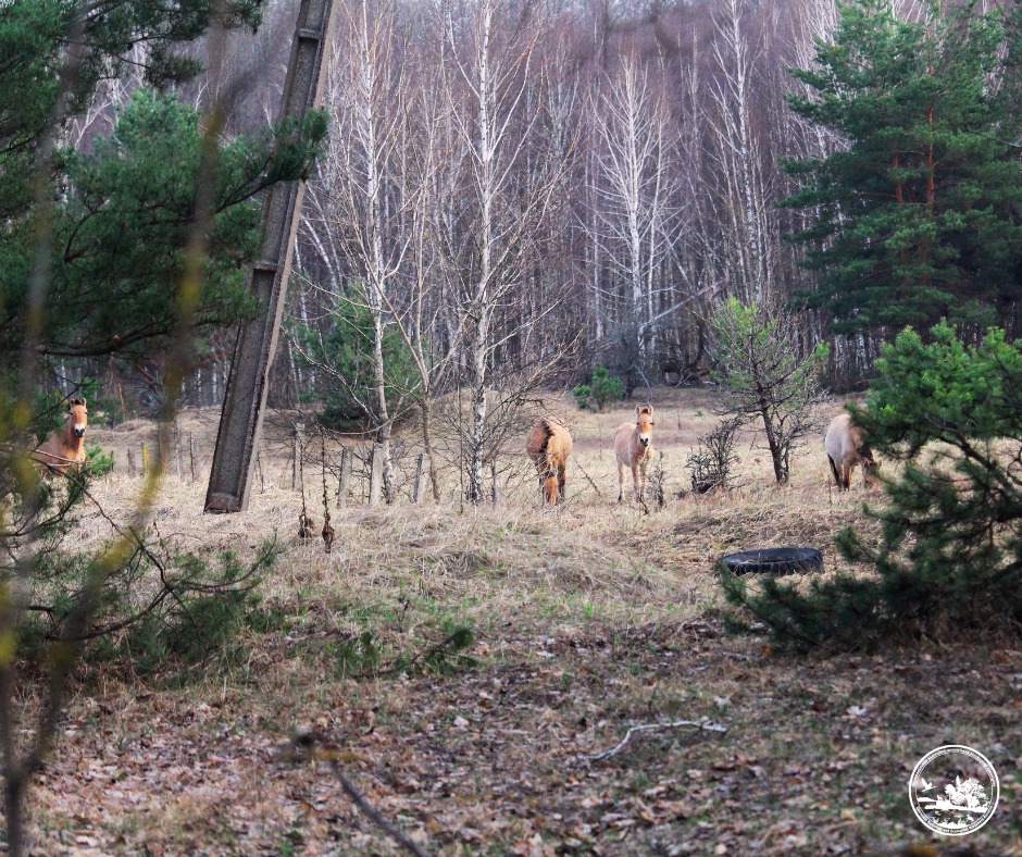Photo credit: Chornobyl Radiation and Ecological Biosphere Reserve/ Oleksandr Muzychenko