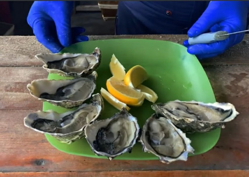 How Black Sea Oysters Become A Delicacy From Southern Ukraine