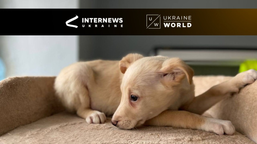 Guardiani della speranza: la missione di UAnimals per salvare gli animali in guerra