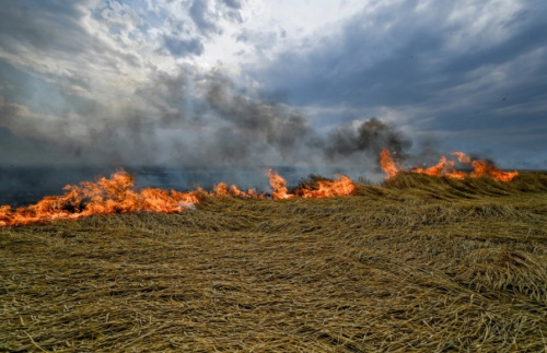 Ecocide in Ukraine: How is Russia Killing the Ukrainian Environment